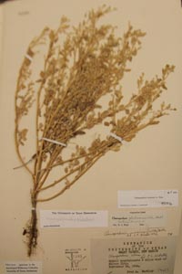 Herbarium Sheet of 